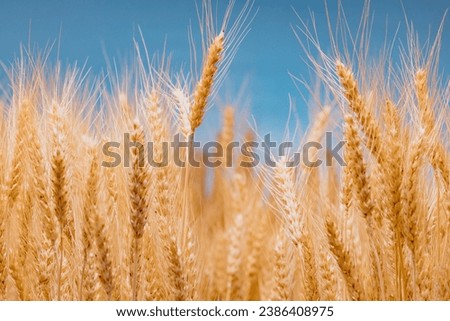 Wheatfield background. Ears of wheat on a blue sky background.