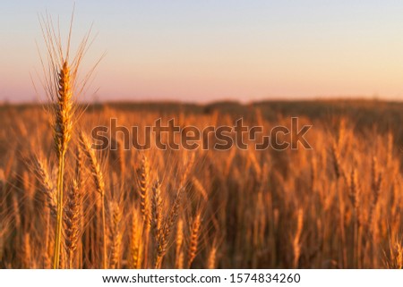 Wheatfield of gold color in sunset during harvest.