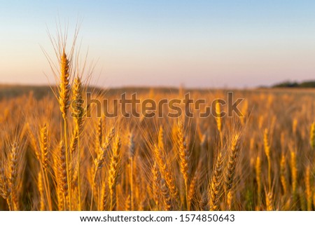 Wheatfield of gold color in sunset during harvest.