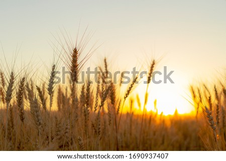 Wheatfield of gold color in sunset.Golden sunset over wheat field
