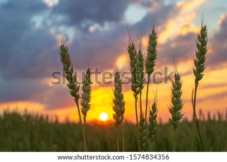 Wheatfield of green color in sunset during harvest.