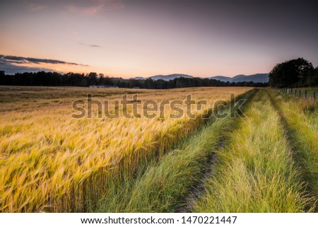Wheatfield nearing Harvest Time in Clackmannanshire, Scotland