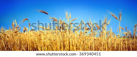 Wheatfield symbol of the flag of Ukraine, the yellow-blue color of the sky and bread. Beautiful sunny flavor, pure and peaceful land of sky against a background of good ecology