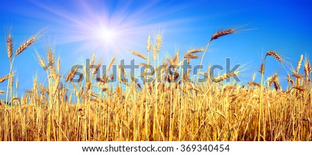 Wheatfield symbol of the flag of Ukraine, the yellow-blue color of the sky and bread. Beautiful sunny flavor, pure and peaceful land of sky against a background of good ecology