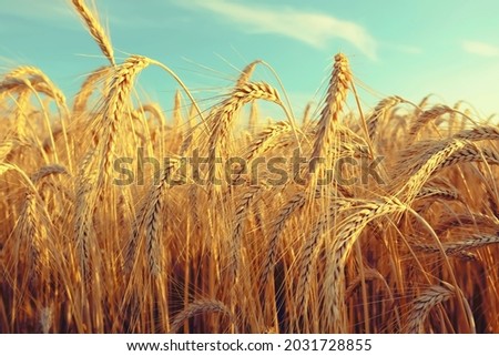 Wheatfield, Yellow dry wheat closeup with sky blue color beautiful summer sunrise over wheat fields