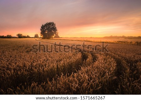 Wheatfields leading to a lone tree at sunset
