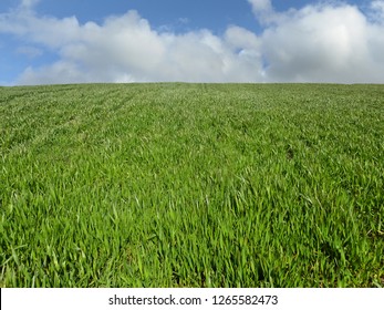 Wheatgrass field in spring