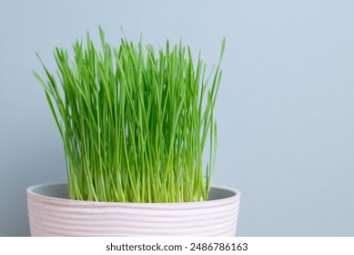 Wheatgrass growth in black flowerpot on wooden table background. Green fresh barley sprouts with blue wall for graphic design. Wheat grass can be used for Animal medicine, Cat or dog food 
 - Powered by Shutterstock