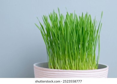 Wheatgrass growth in black flowerpot on wooden table background. Green fresh barley sprouts with blue wall for graphic design. Wheat grass can be used for Animal medicine, Cat or dog food 
 - Powered by Shutterstock