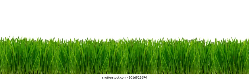 Wheatgrass Plant On A White Background. Isolated Panorama.