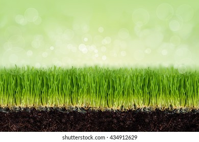 Wheatgrass Plant Roots And Soil On Green Bokeh Background