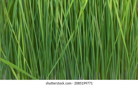 Wheatgrass Texture Background - Growing Wheatgrass At Home. A Medicinal Plant Conept