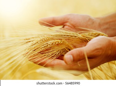 Wheat.Harvest Concept