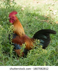 A  Wheaton Old English Game Bantam Rooster