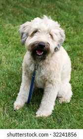 Wheaton Terrier