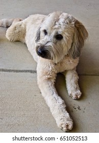 Wheaton Terrier