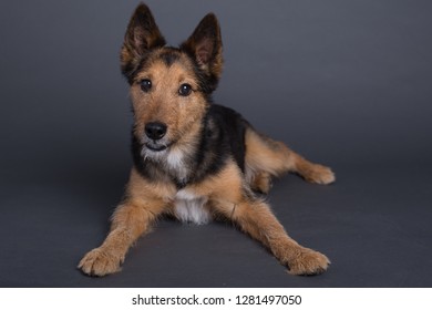 Wheaton Terrier Dog On Grey Background