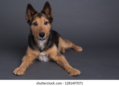 Wheaton Terrier Dog In Studio