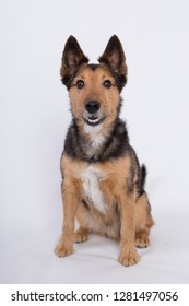 Wheaton Terrier On White Background