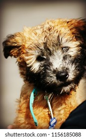 Wheaton Terrier Puppy