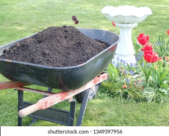 Wheel Barrow Filled With Black Composted Soil Standing On The Green Freshly Mowed Lawn Beside A Colorful Flower Bed With Tulips And A Concrete Bird Bath