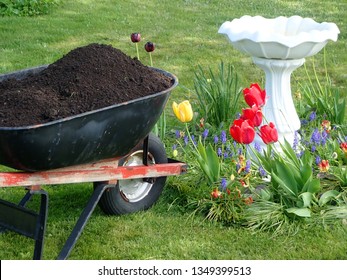 Wheel Barrow Filled With Black Composted Soil Standing On The Green Freshly Mowed Lawn Beside A Colorful Flower Bed With Tulips 