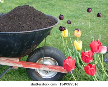 Wheel Barrow Filled With Black Composted Soil Standing On The Green Freshly Mowed Lawn Beside A Colorful Flower Bed With Tulips 