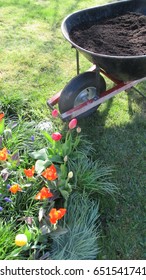 Wheel Barrow Filled With Black Composted Soil Beside A Colorful Flower Bed