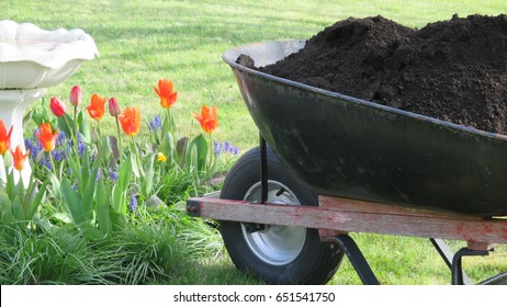 Wheel Barrow Filled With Black Composted Soil Beside A Colorful Flower Bed