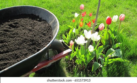 Wheel Barrow Filled With Black Composted Soil Beside A Colorful Flower Bed