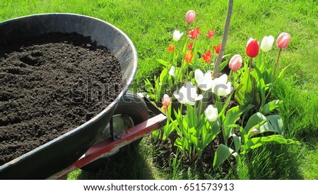 Wheel barrow filled with black composted soil beside a colorful flower bed