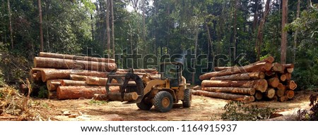 wheel loader tidying the piles of wood logs extracted from the region of Amazonian forest in Brazil