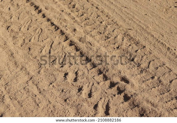 Wheel tracks on the soil. Tire tracks on the\
ground. Soil texture background. Ground. Soil closeup and high\
detail. Ground surface