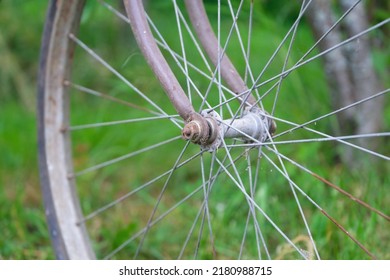 Wheel Of Vintage Dirty Old Bicycle Against Green Plants And Grass, Metal Bike Rim, Rims Spokes And Hub Of Retro Bike