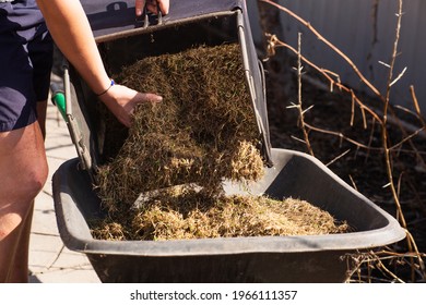 A Wheelbarrow Cart Filled With Dry Grass Cleans The Garden And Lawn Of Dry Grass In The Spring Or Fall. Removal Of Plant Waste From The Yard, Site