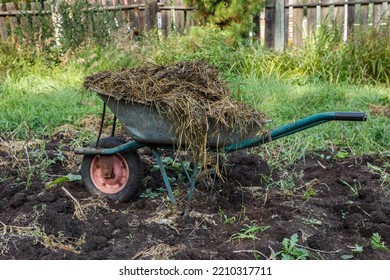 Wheelbarrow With Cattle Manure. Wheelbarrow Full Of Straw And Manure. Wheelbarrow Standing In The Garden.