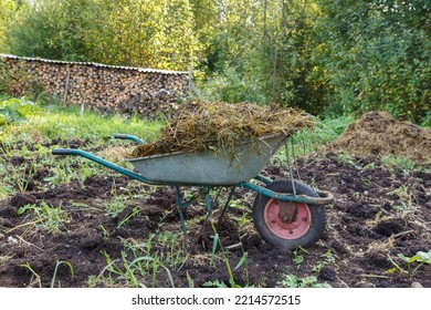 Wheelbarrow With Cattle Manure. Wheelbarrow Full Of Straw And Manure. 