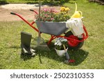 Wheelbarrow with different beautiful flowers, rubber boots and gardening tools outdoors