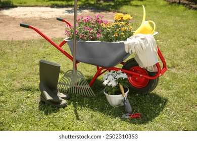 Wheelbarrow with different beautiful flowers, rubber boots and gardening tools outdoors