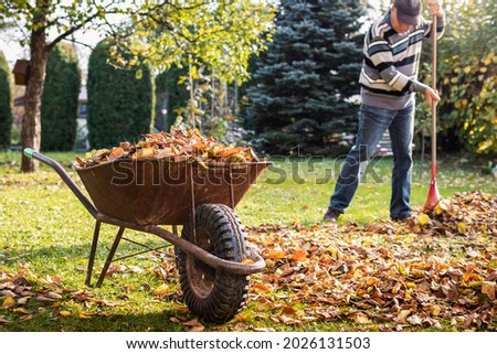 Wheelbarrow with fallen leaves. Senior man raking leaf from lawn in garden. Autumn gardening. Gardener cleaning backyard