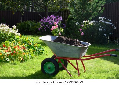Wheelbarrow full of compost on green lawn with well-groomed phlox flowers in private farmhouse. Seasonal work and fertilization in garden. Outdoors.