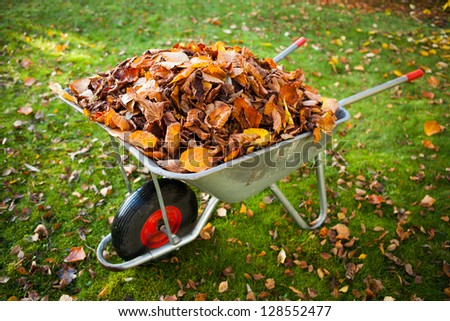wheelbarrow full of dried leaves