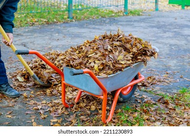 A Wheelbarrow Is Full Of Dried Leaves. Autumn Leaf Cleaning Fall Leaves