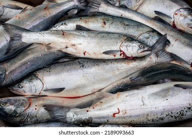 A Wheelbarrow Full Of Freshly Caught Salmon Waits To Be Processed At A Cleaning Station Located In The Marina Of Seward, Alaska.  The Area Has Both A Commercial And Recreational Fishing Industry.