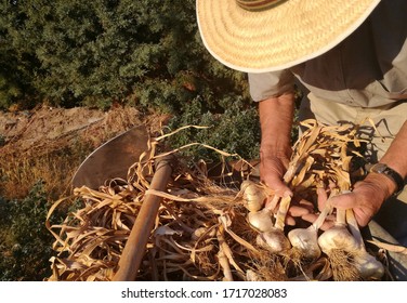 Wheelbarrow full of the garlic crop. Self-supply agriculture. Subsistence farming. Farmer manipulating the collection of bulbous plant. A man working in the field. Rural, Spanish countryside. - Shutterstock ID 1717028083