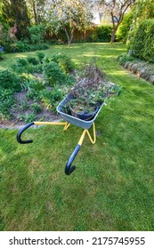 A Wheelbarrow Full Of Plants In A Green Garden From Above. Maintenance Equipment On A Clean Well Maintained Lawn In A Sunny Backyard Used For Gardening, Moving Vegetations, Dry Leaves And Branches