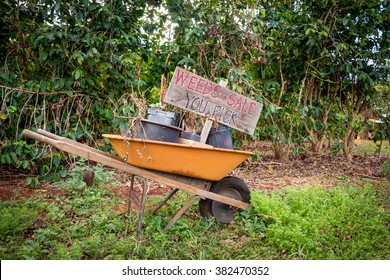 Wheelbarrow In Garden With Comical Sign Selling Weeds