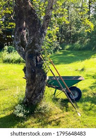 Wheelbarrow And Gardening Tools By Fruit Tree In Old Garden. Warm Evening Sunlight In August. Sweden, Scandinavia. 