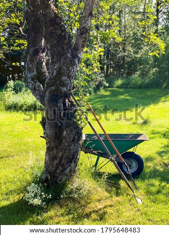 Wheelbarrow and gardening tools by fruit tree in old garden. Warm evening sunlight in August. Sweden, Scandinavia. 
