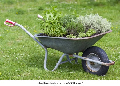 Wheelbarrow With Herbs